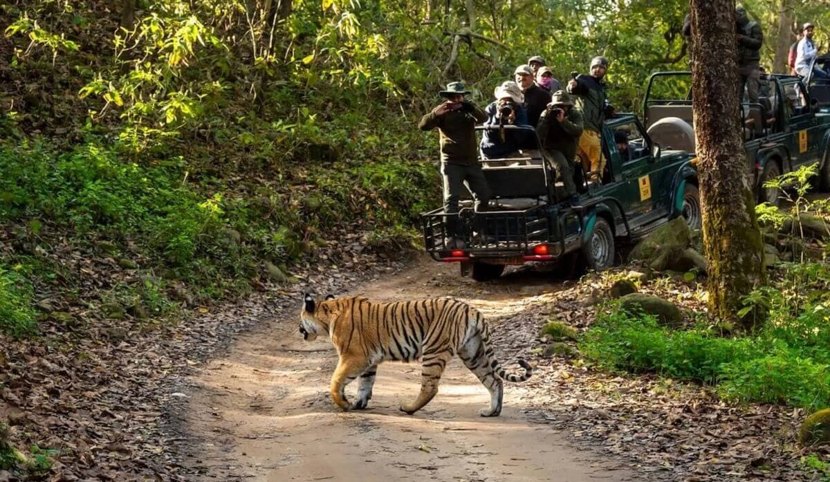 Jim Corbett, Uttarakhand — Forest lodges for intimate weddings and corporate retreats.